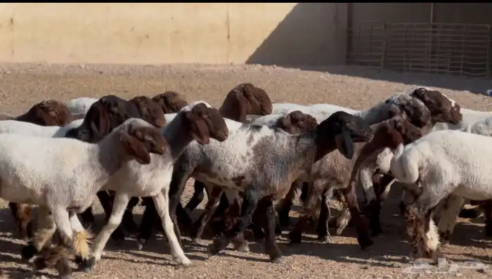 جذعات صنف للبيع 5