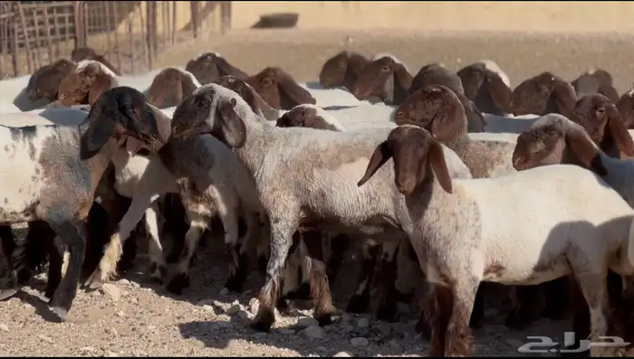 جذعات صنف للبيع 1