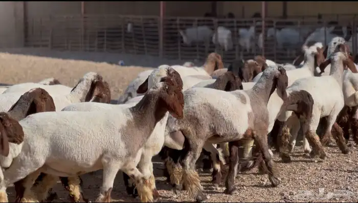 جذعات صنف للبيع 2