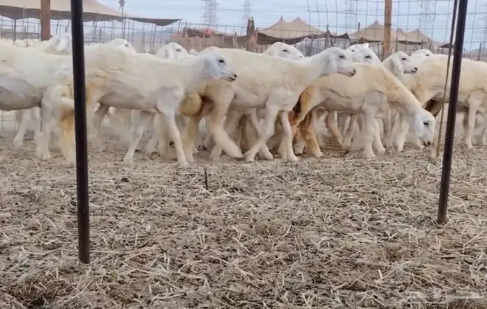 رخال مراح واحد 2