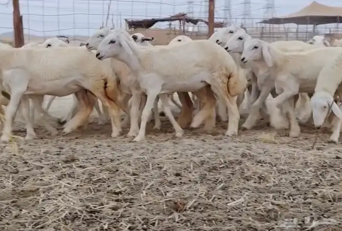 رخال مراح واحد 0