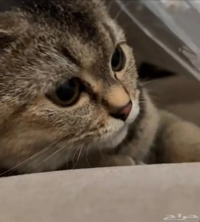 أهل الخبرة 0