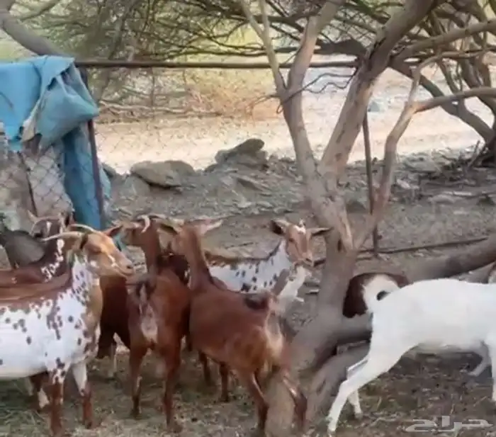 12 من الغنم عليها 8 5