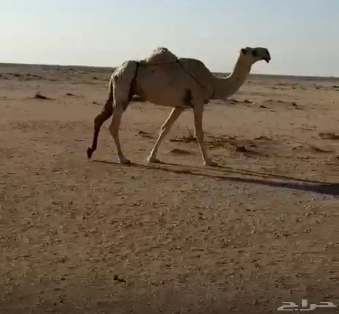 ثلاث ضرايب منتجات 1