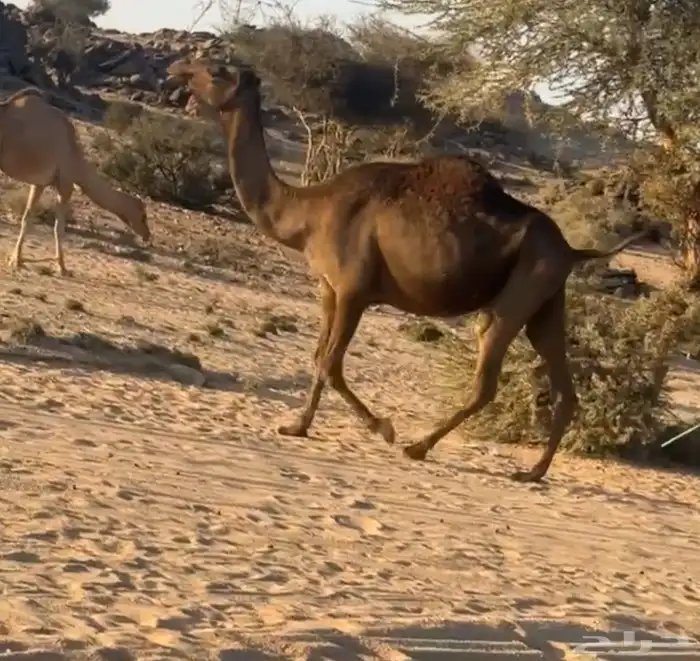 ناقه صفرا لقحه 0