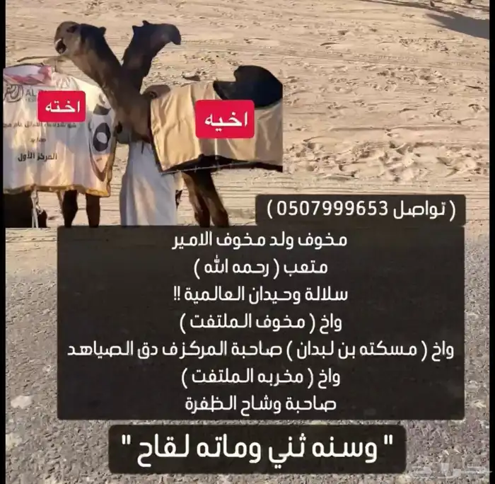 الفحل الطيب وعليه 11 وسليم من العذاريب 2