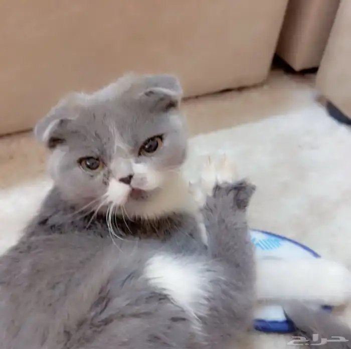 قط سكوتش فولد للتبني ذكر ومعاه اغراضه 0