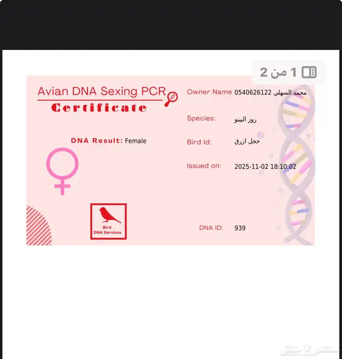 جوز روز البينو 8