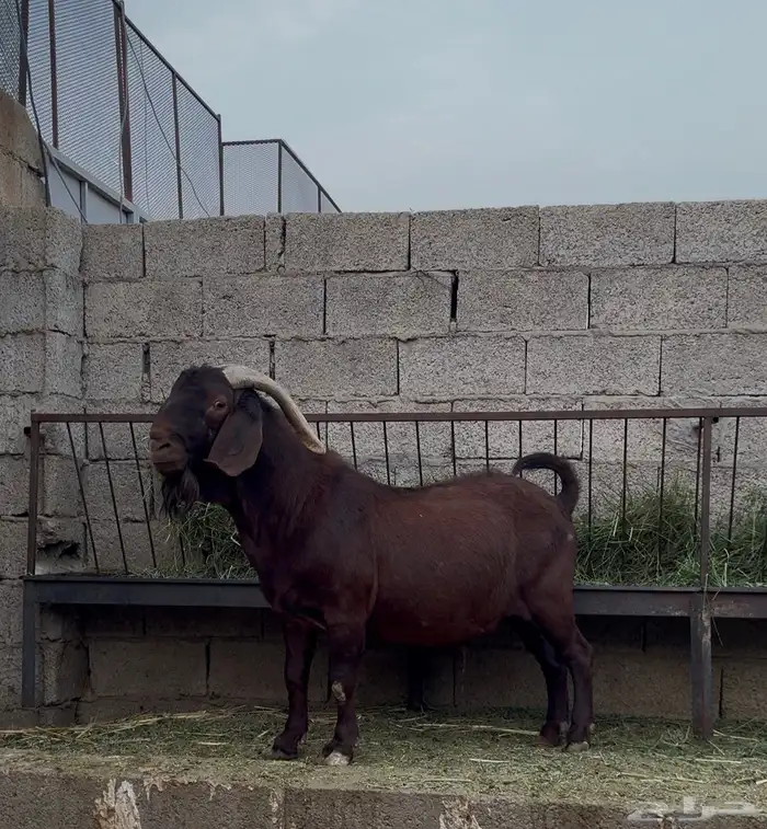 كلهاري بيور 0