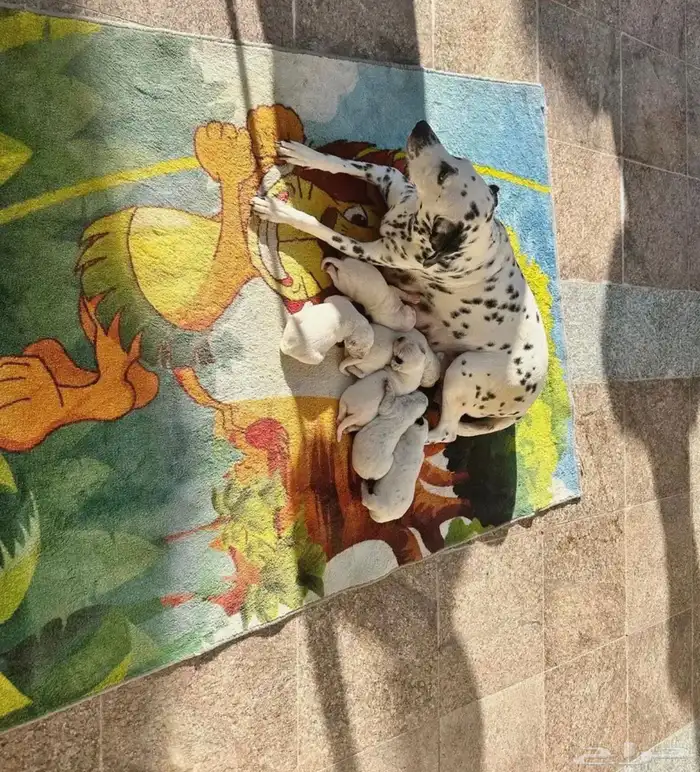 جوز دلميشن البيع Dalmatian for sale 2