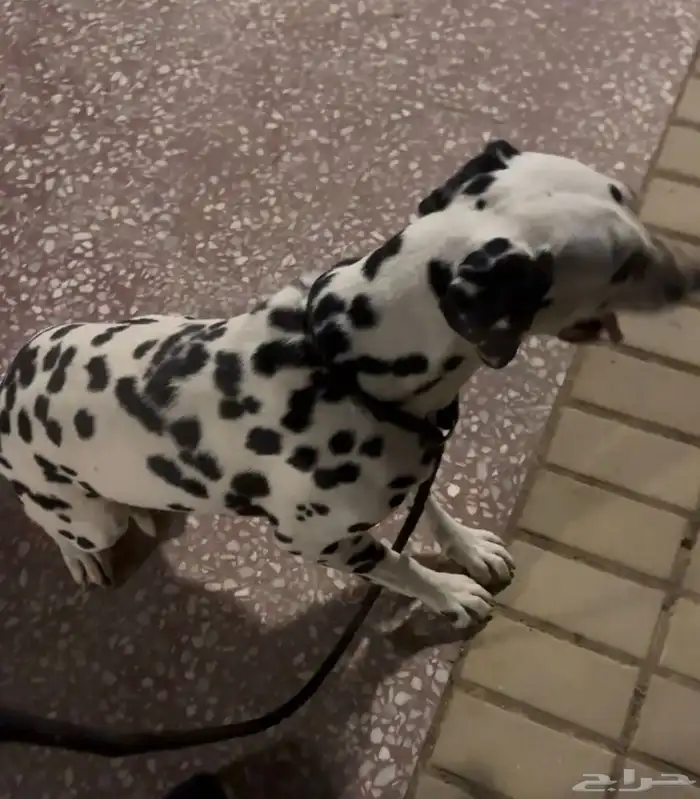 جوز دلميشن البيع Dalmatian for sale 1