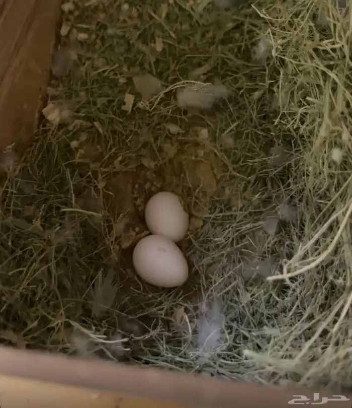 جوز روز منتج 3