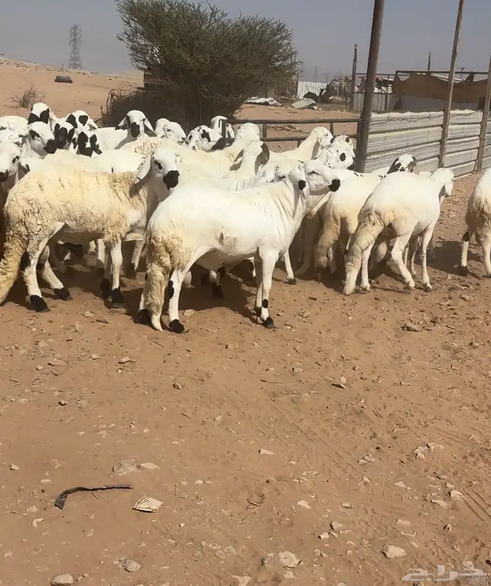 طليان مرابي سواكل 0