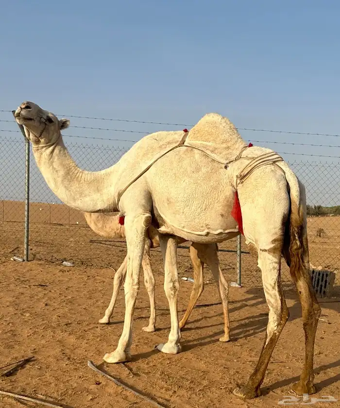 ناقة باتلية وضحا عشرا للبيع 1