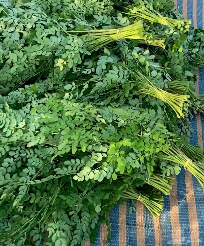 مورينجا عضوية بالجمله 1