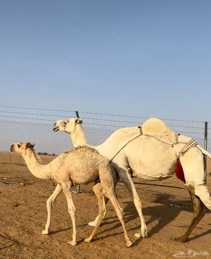 ناقة باتلية وضحا عشرا للبيع 0