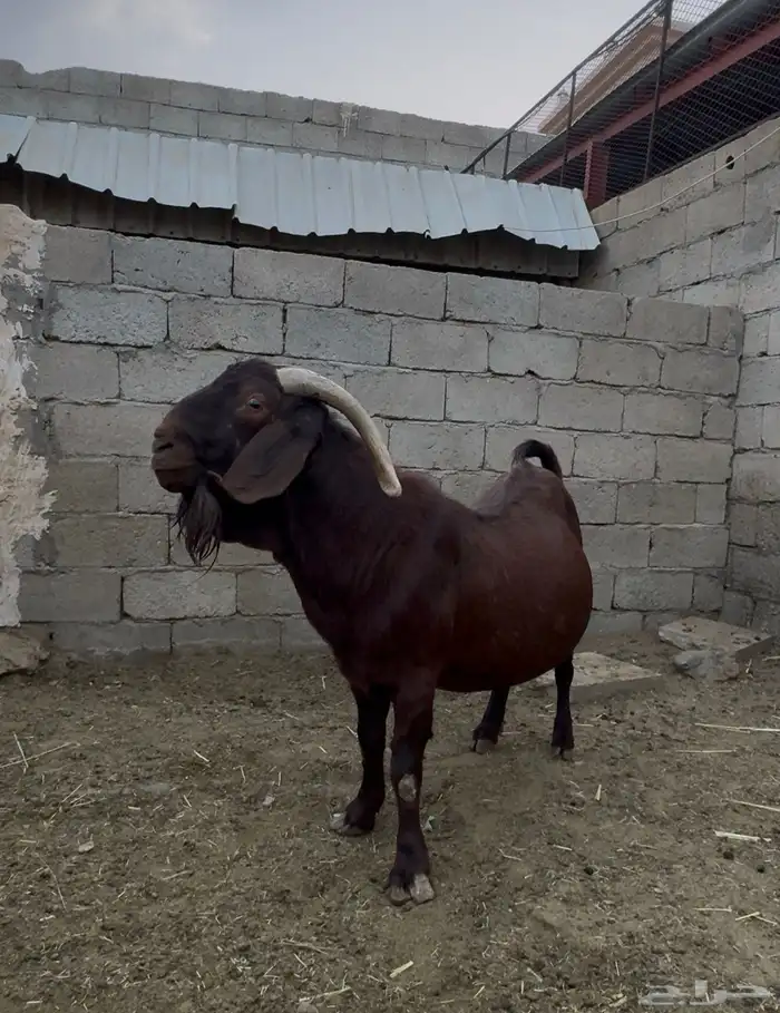 كلهاري بيور 1