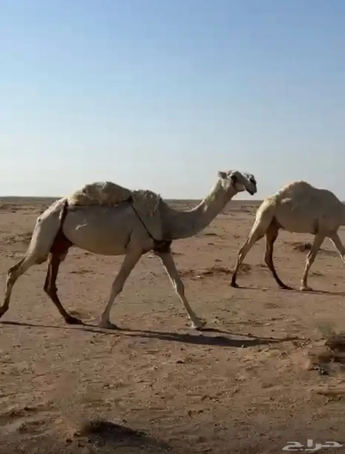 ثلاث ضرايب منتجات 0