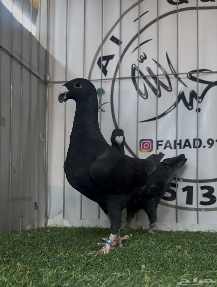 حمام بيوتي هومر 1