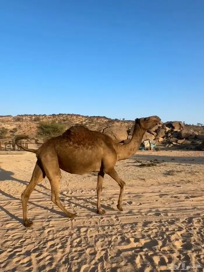 ناقه صفرا لقحه 1