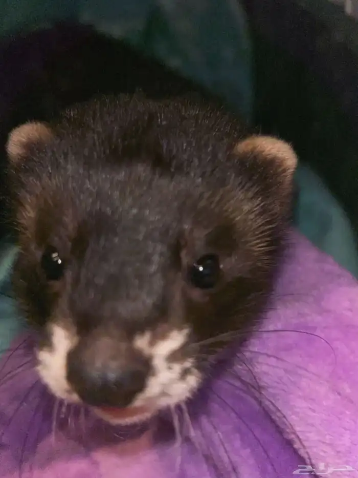 نمس هولندي للبيع مع اغراضه 1