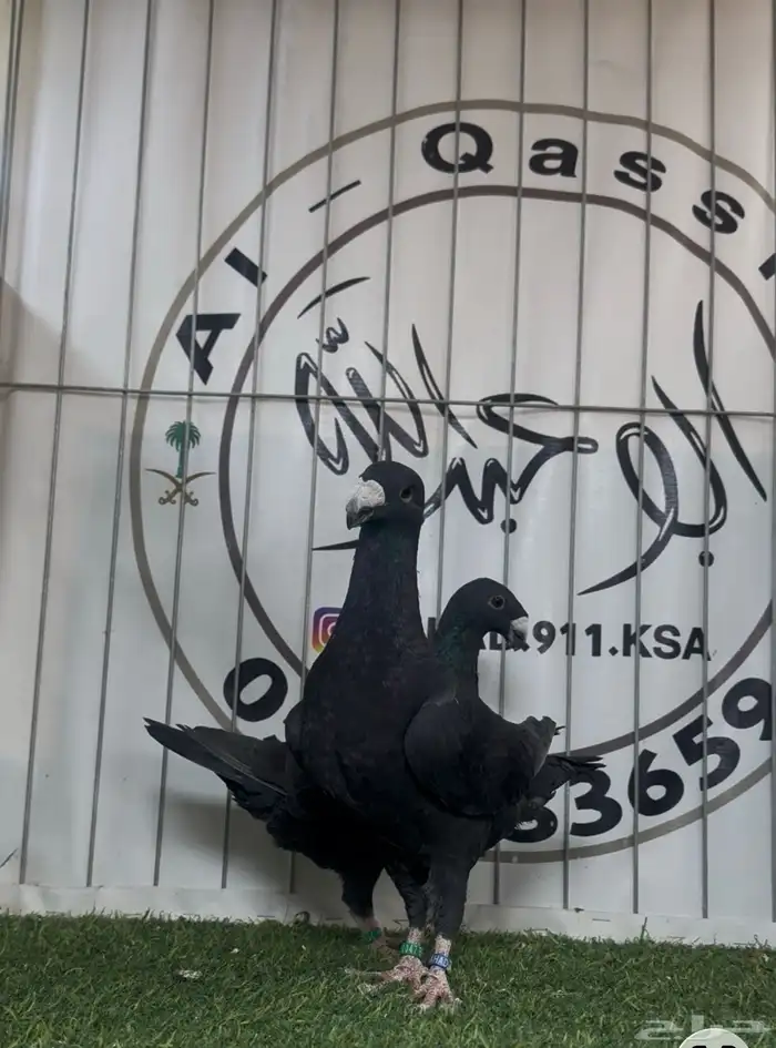 حمام بيوتي هومر 0