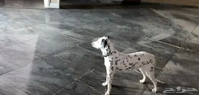 جوز دلميشن البيع Dalmatian for sale 3