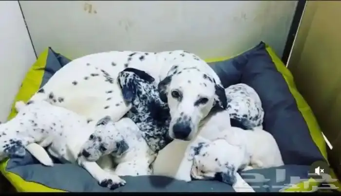 جوز دلميشن البيع Dalmatian for sale 0