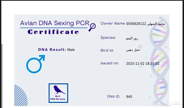 جوز روز البينو 9