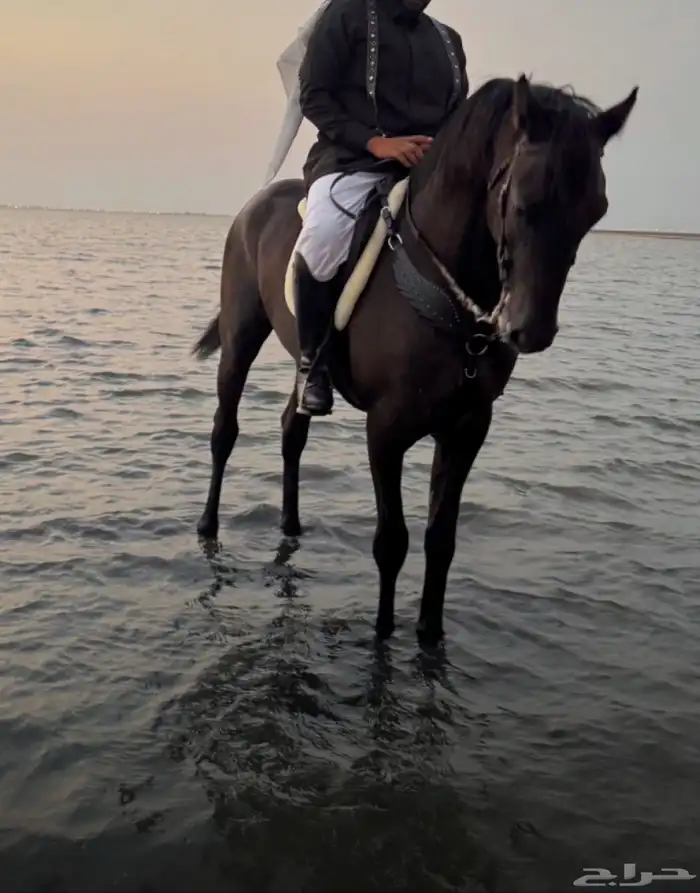 3 خيول ابطال شعبية للبيع جملة او بالحصان 0