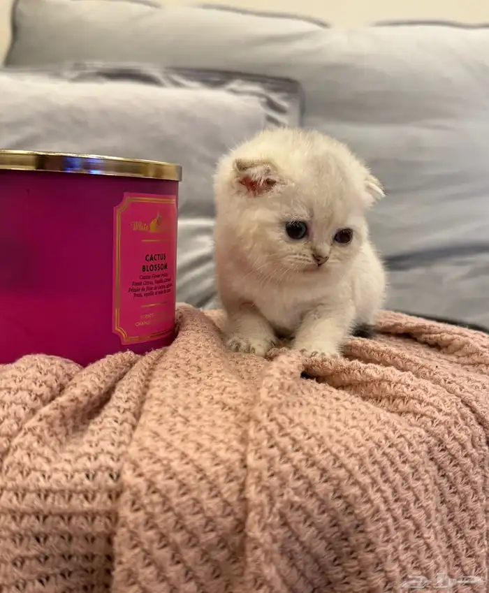 كتن سكوتش للبيع 0