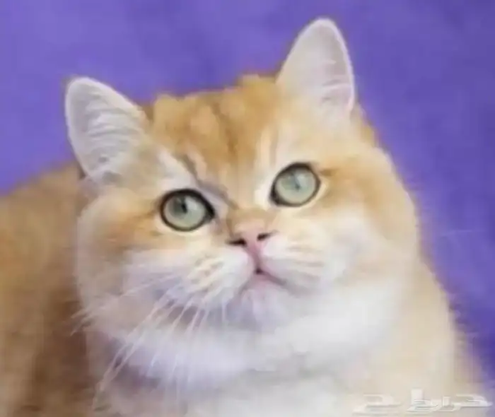 انثى برتش ny12 مسجلة مستوردة 0