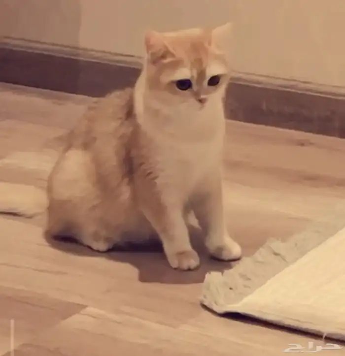 انثى برتش ny12 مسجلة مستوردة 9