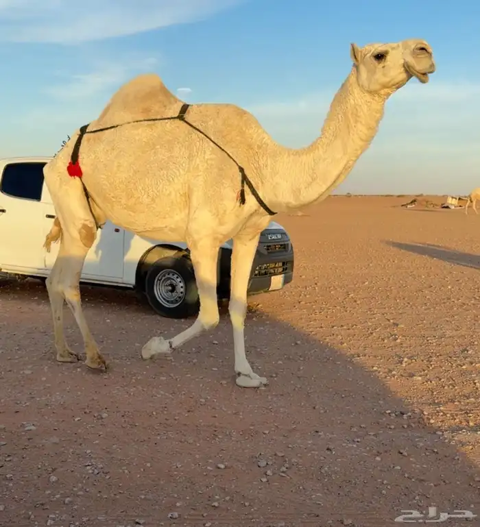 للبيع وضحا ضروبه 2