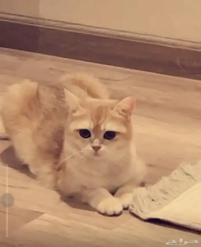 انثى برتش ny12 مسجلة مستوردة 8