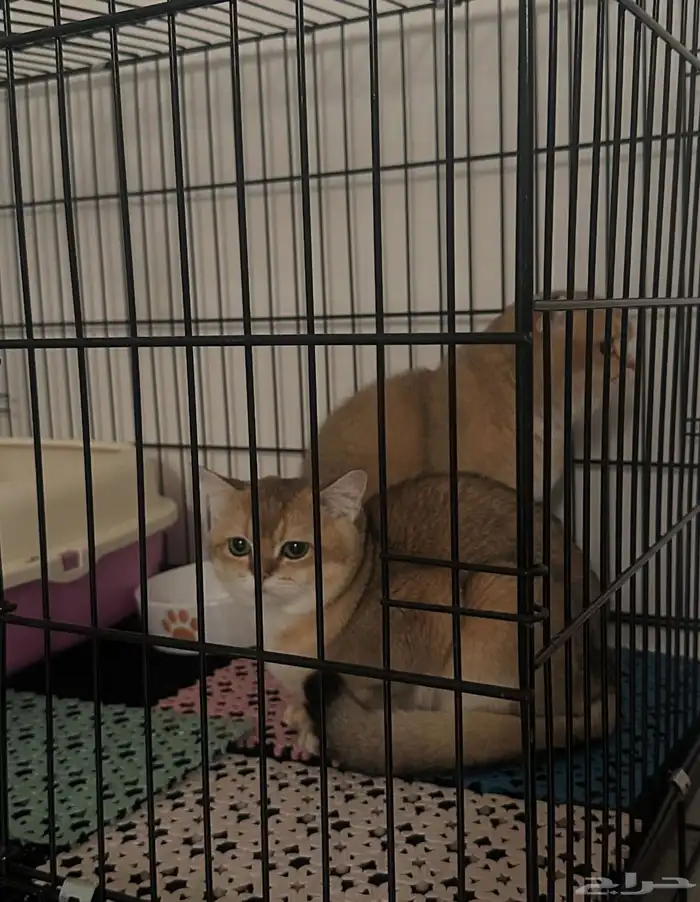 فندقه قطط بالمجمعة 4