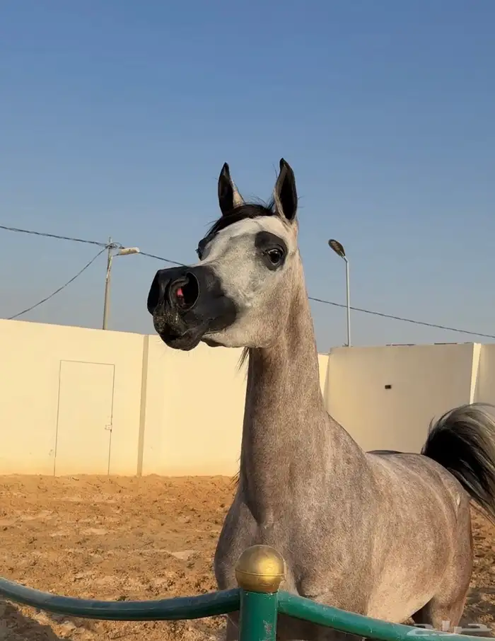 فرس واهو ( تم البيع ) 0