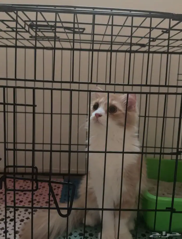 فندقه قطط بالمجمعة 2