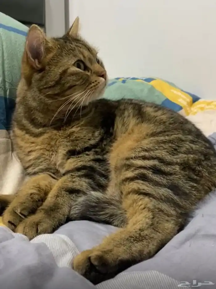 قط ضايع قطوه ضايعه 4