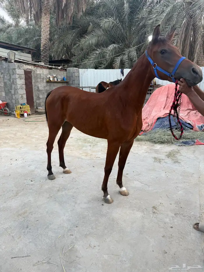 فرس شعبيه معا ولدها 0