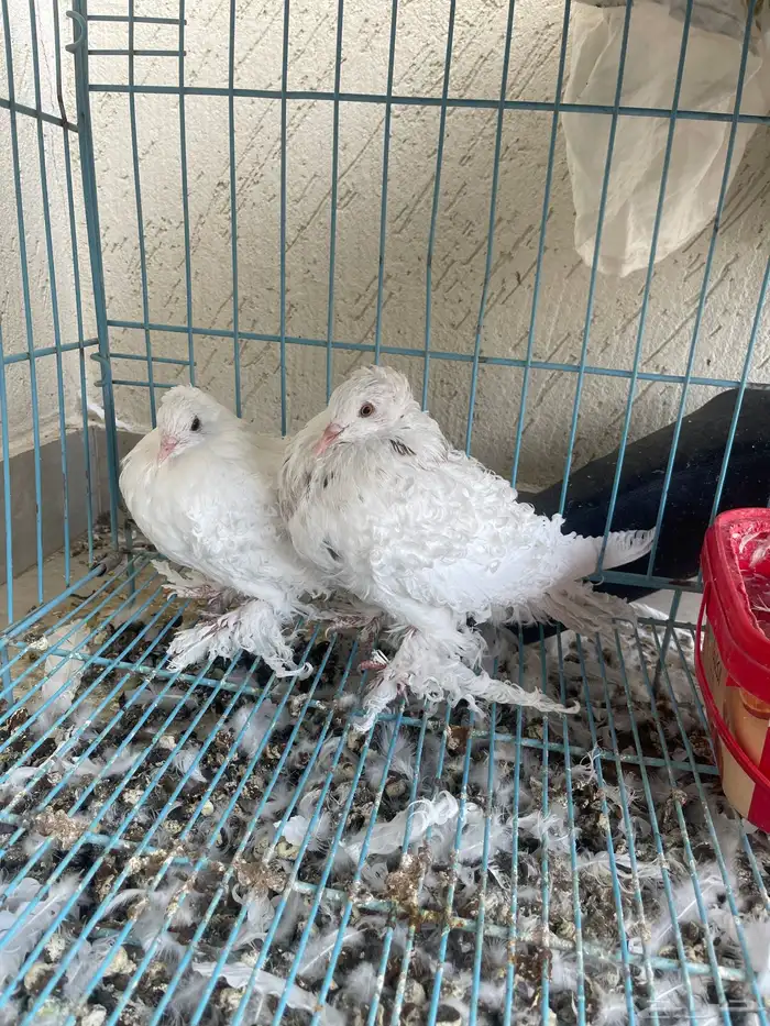 حمام للبيع كشكش 0