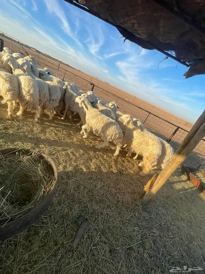 رخال جذعات وثنوات بعضها دفيع بفحلها للبيع 1