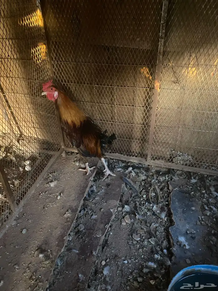 سلام عليكم 1