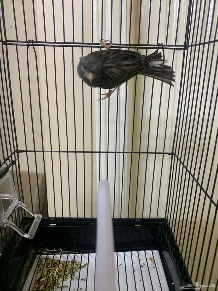 كناري تغريد 3