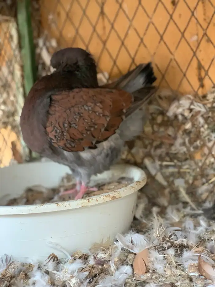 كنق مودينا باقي له ريشه بس 4