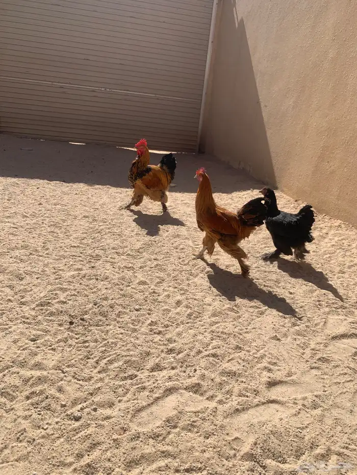 للبيع دجاج 5
