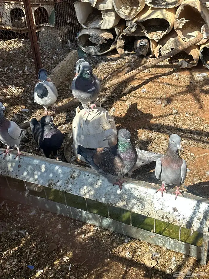 حمام ايطالي وحمام زاجل ايس 0