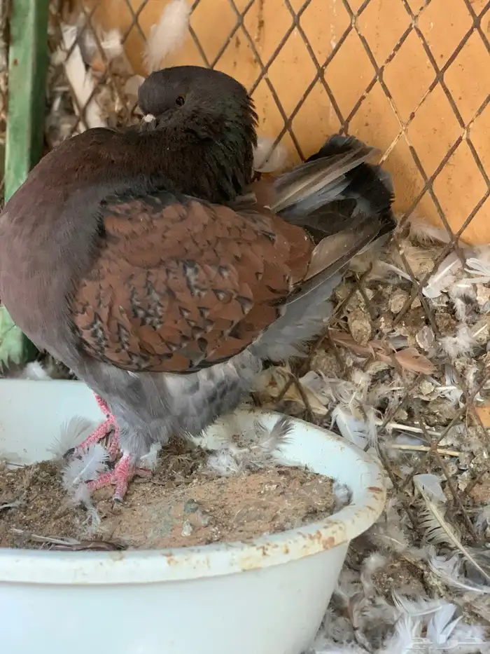 كنق مودينا باقي له ريشه بس 9