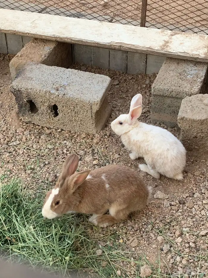 للبيع ارانب منتجات 2