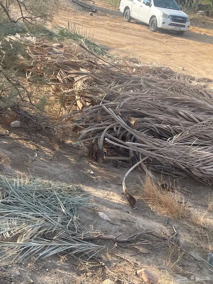 سعف صريف وجريد نخل للبيع 1